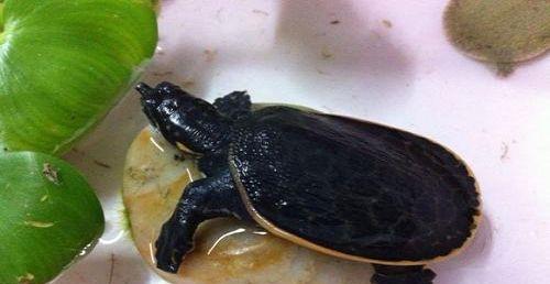 珍珠鳖与甲鱼区别