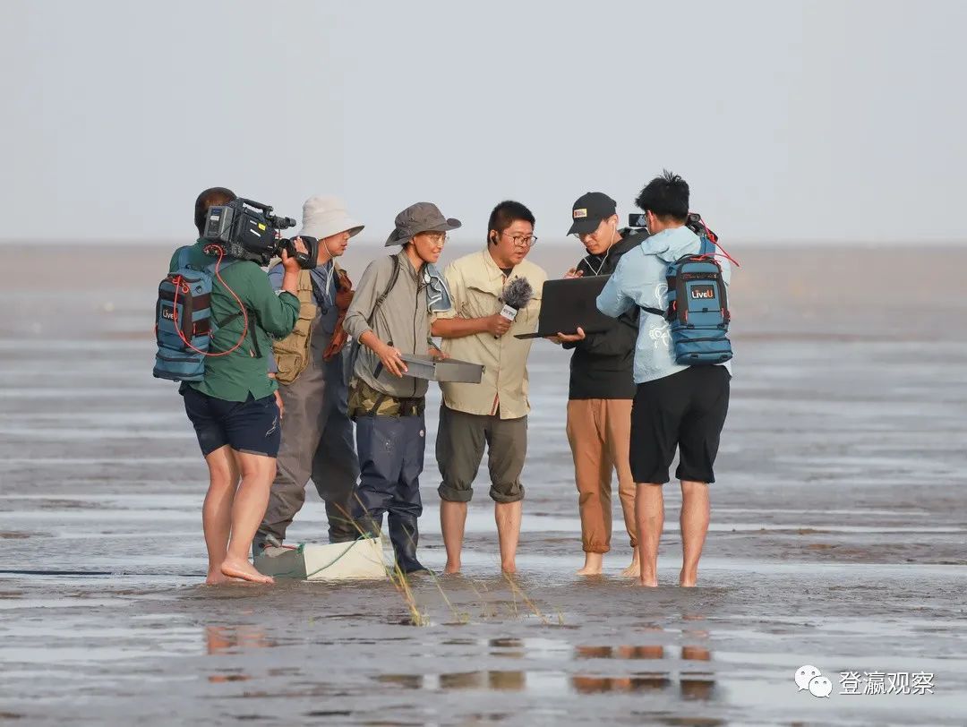 央视新闻频道《寻找勺嘴鹬》直播团队解密——"万鸟挑一"寻找"小勺子"