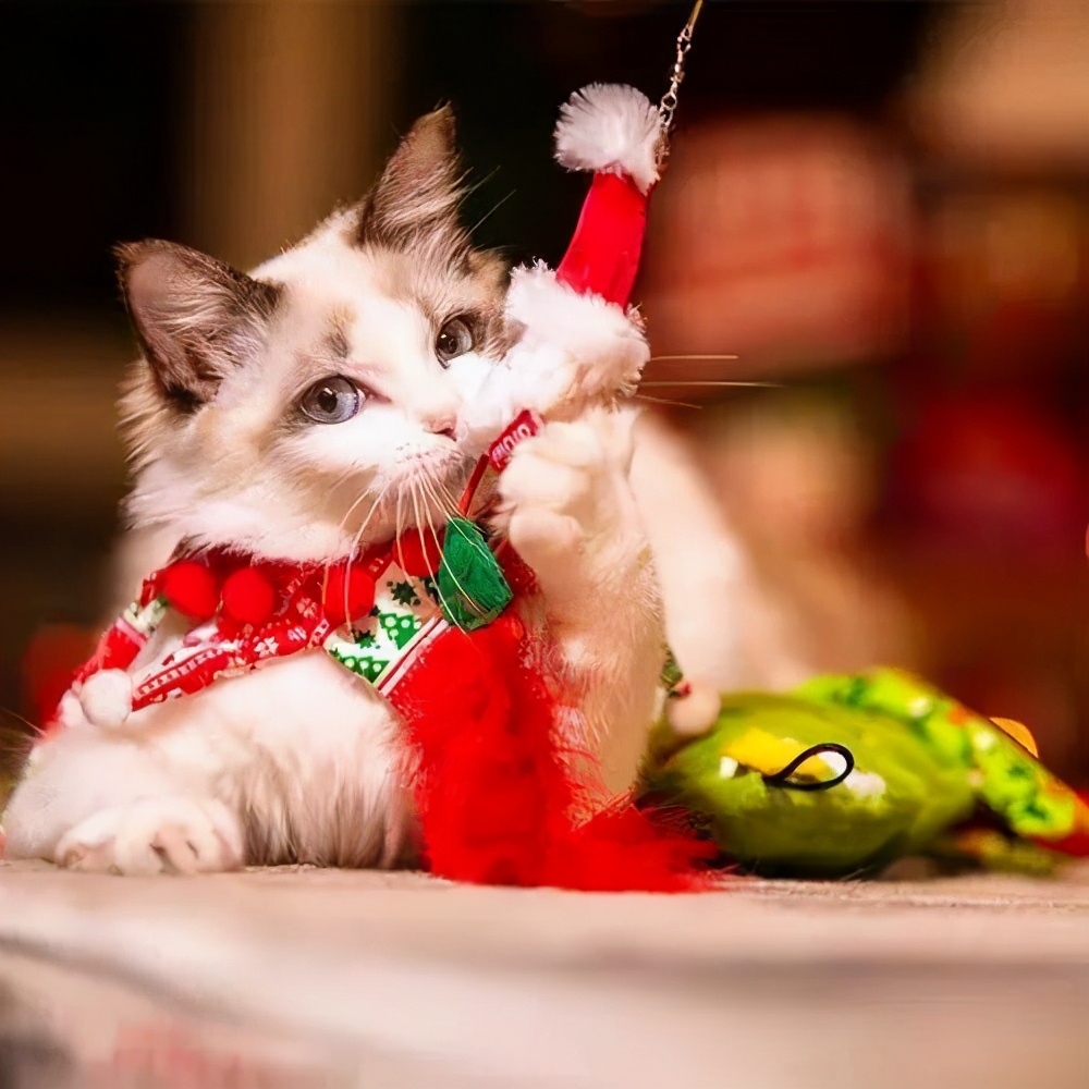 铲屎官如何原地过年?拼多多推出"宠物年货",网友:太贴心