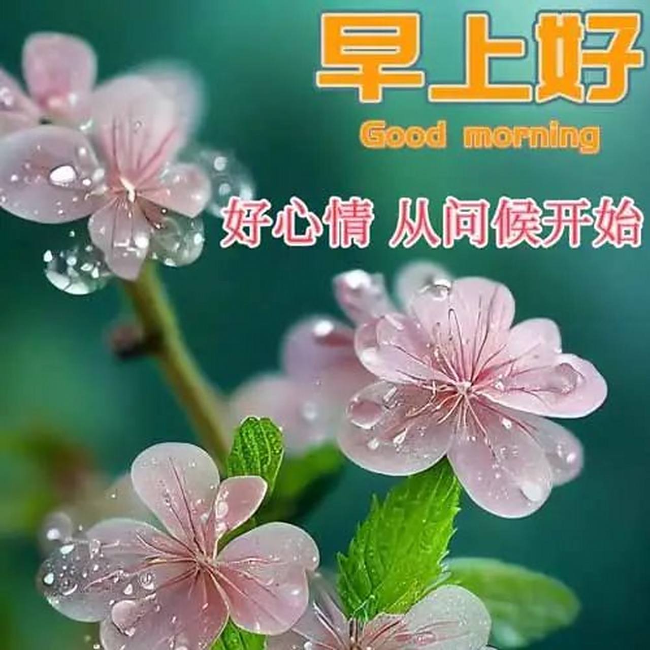 早晨好漂亮动态美图大全,好心情从问候开始 早上好!