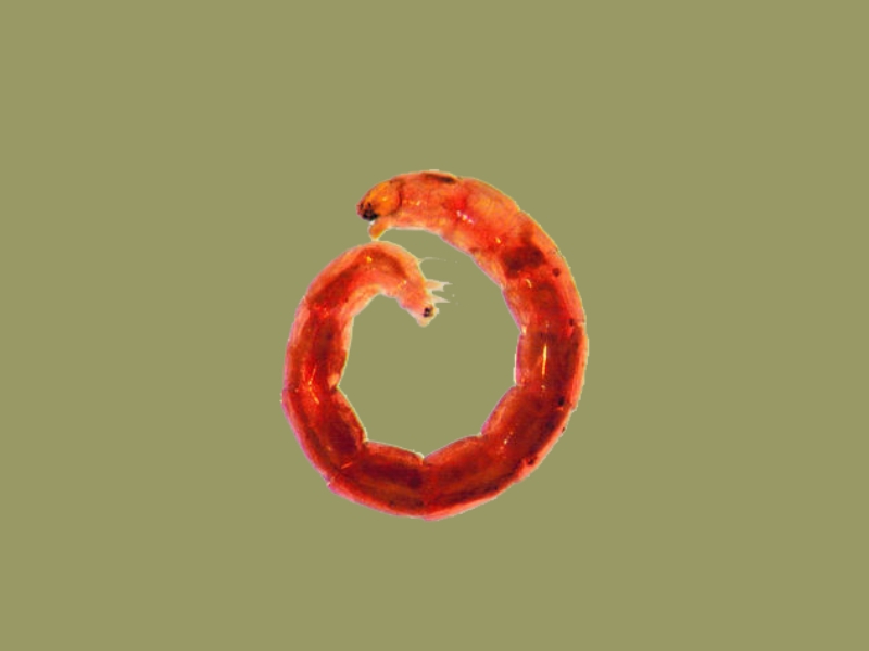 夏夜哪些昆虫喜欢在灯下飞舞?它们飞舞的目的是什么?