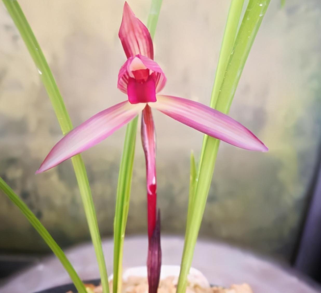 云南春兰第一红素——滇红素,叶形优美,花色艳丽,观感极佳