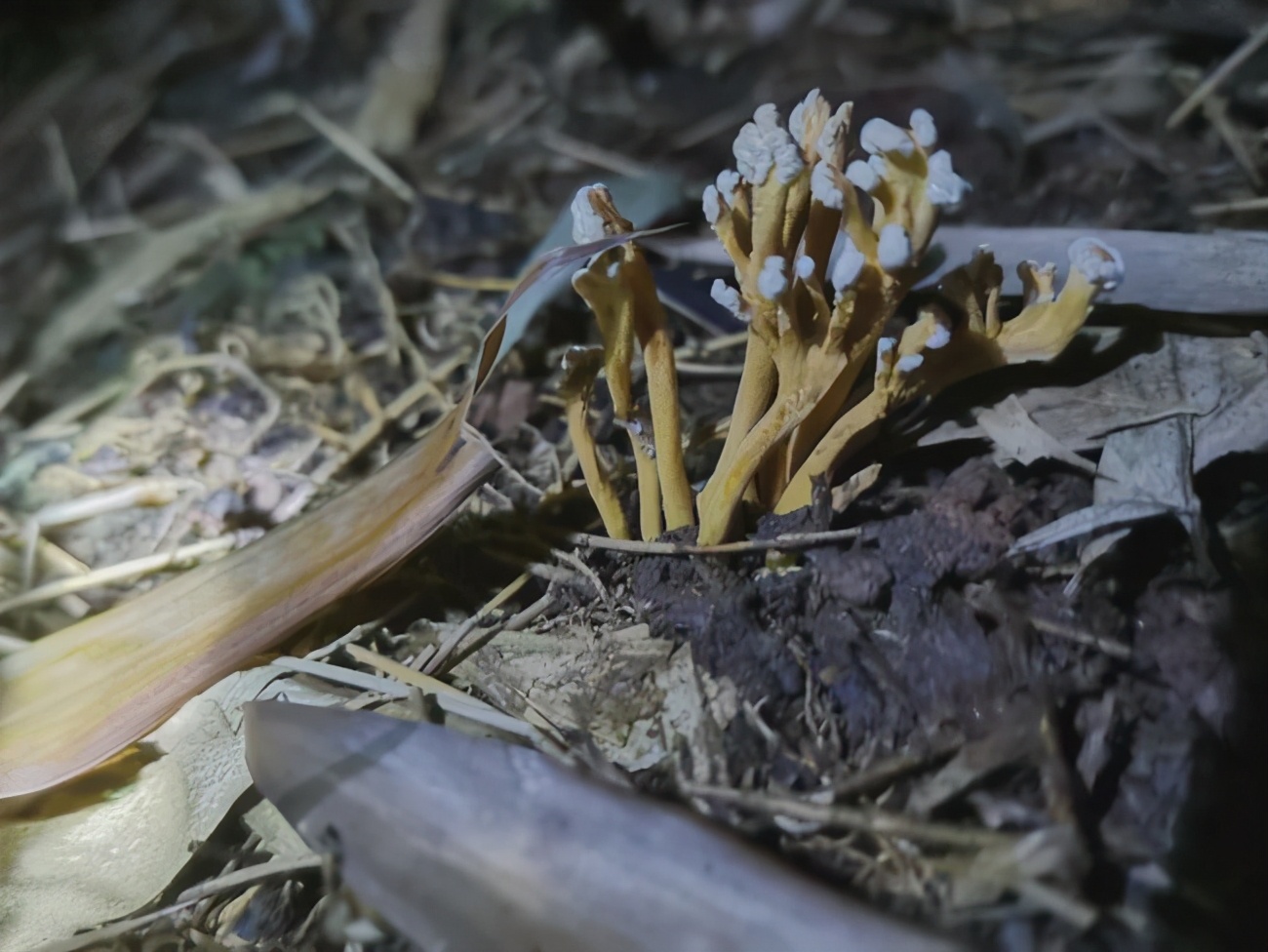 "破土掘金"林下养"金蝉",这里的乐山人养蝉致富
