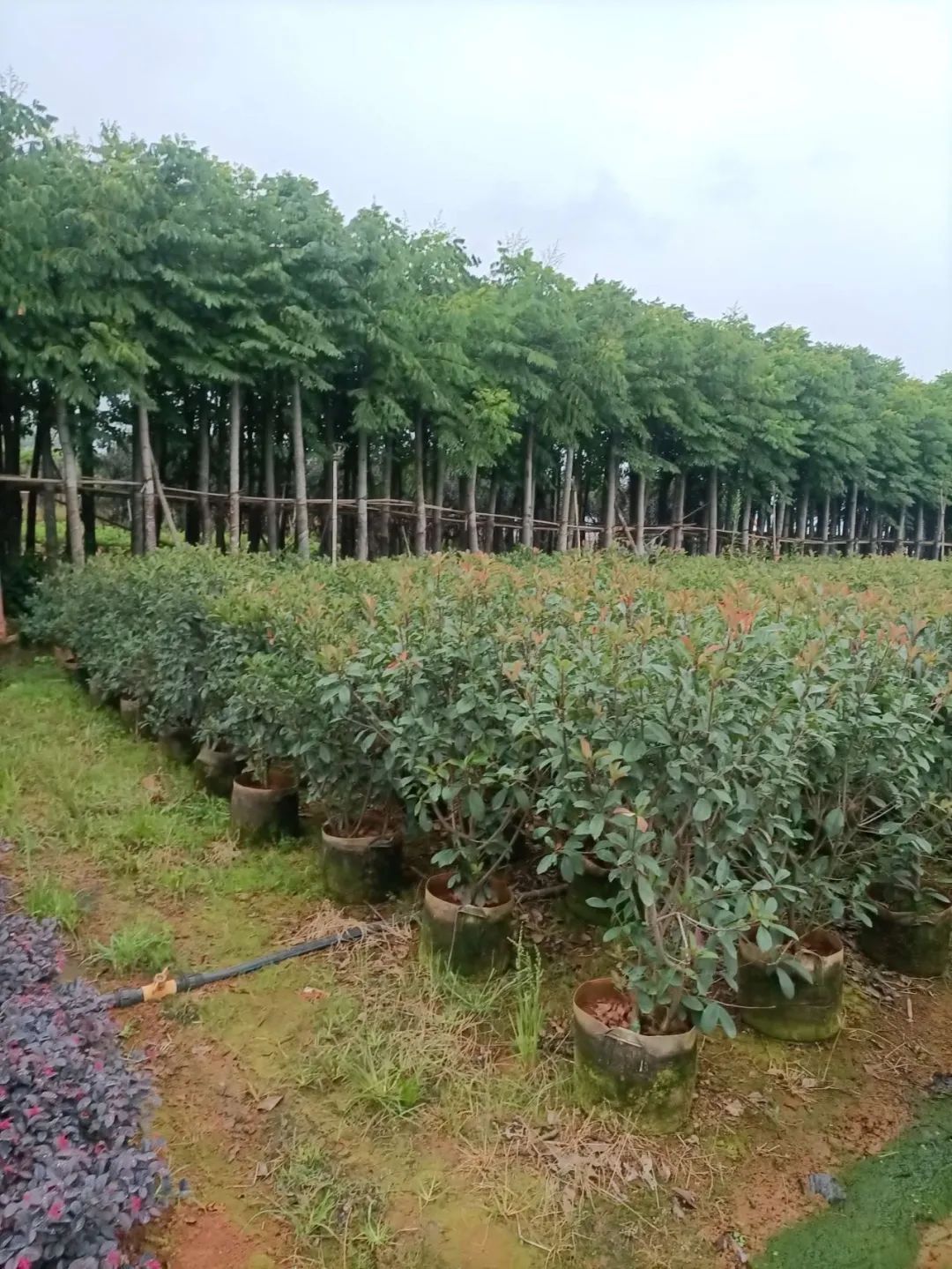 昆明宜良苗圃基地苗木图片