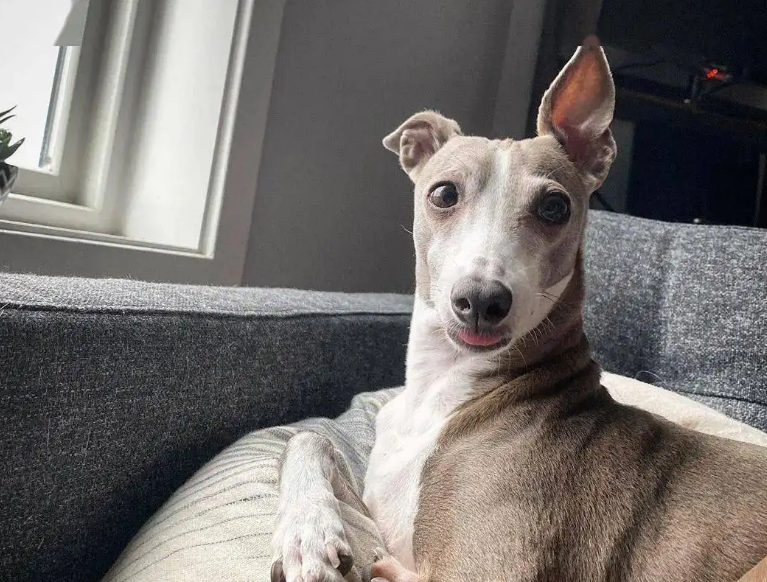 狗狗迟迟不立耳,是缺钙吗?