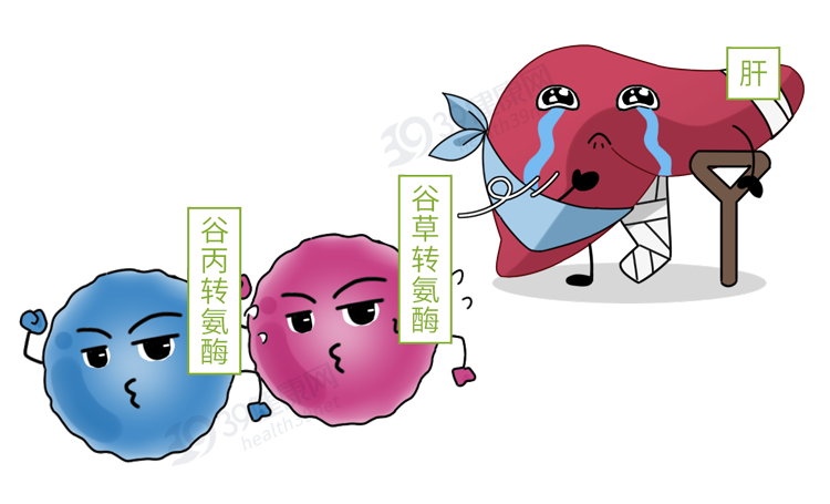 谷丙转氨酶vs谷草转氨酶,哪个升高更危险?是得了肝病吗?