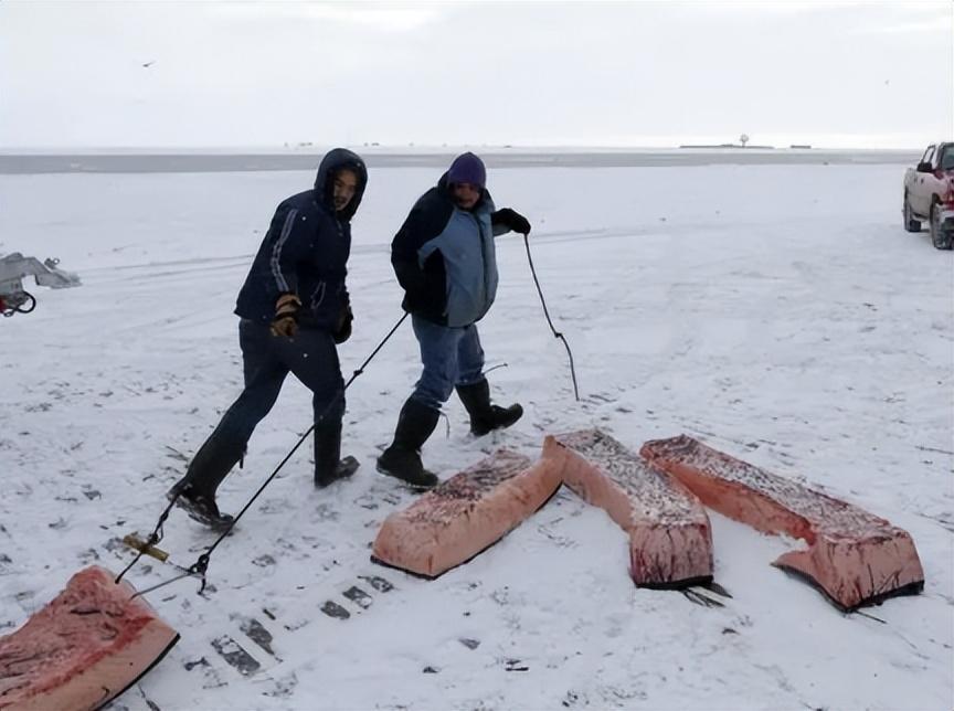 為什麼人不能吃生肉而動物吃了就沒事人類真的這麼嬌貴嗎