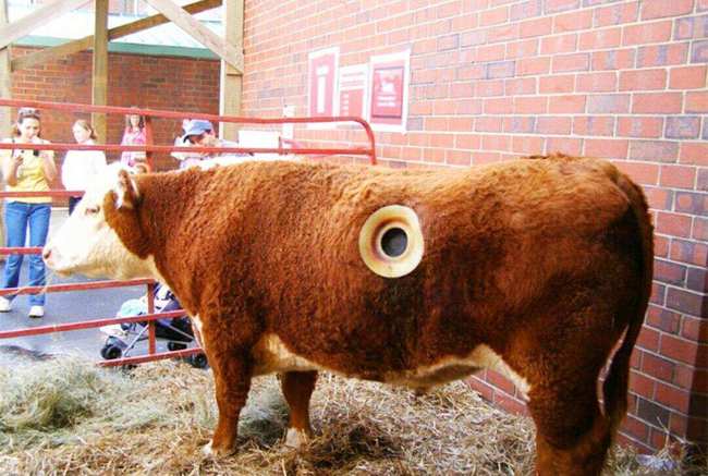 牛身穿洞,还是常伸手进去掏?人为什么要这么做?牛疼不疼?