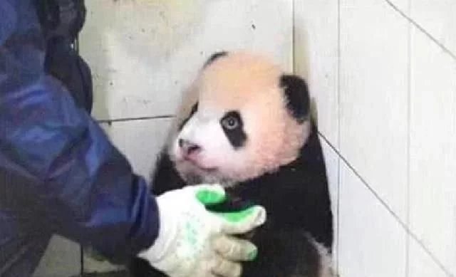 饲养员打扫卫生时,将熊猫抱到角落去,回头一看表情亮了