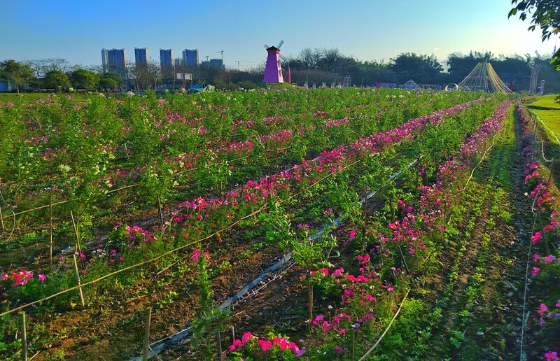 惠州三栋看花的景点图片