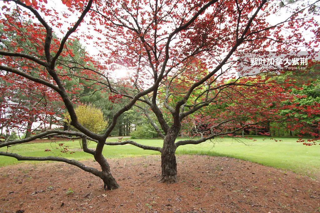 加拿大紫荆森林三色堇又名紫叶加拿大紫荆