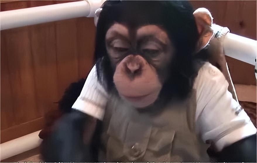 智商越高的动物,越不能当宠物养?黑猩猩特拉维斯惨案足以证明!