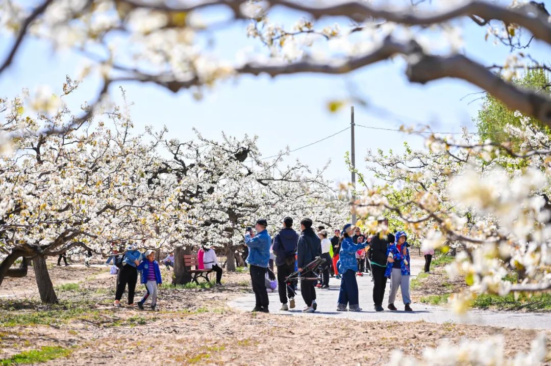 聚焦"文旅 "新格局!庞各庄镇第三十届梨花旅游文化节繁花相迎