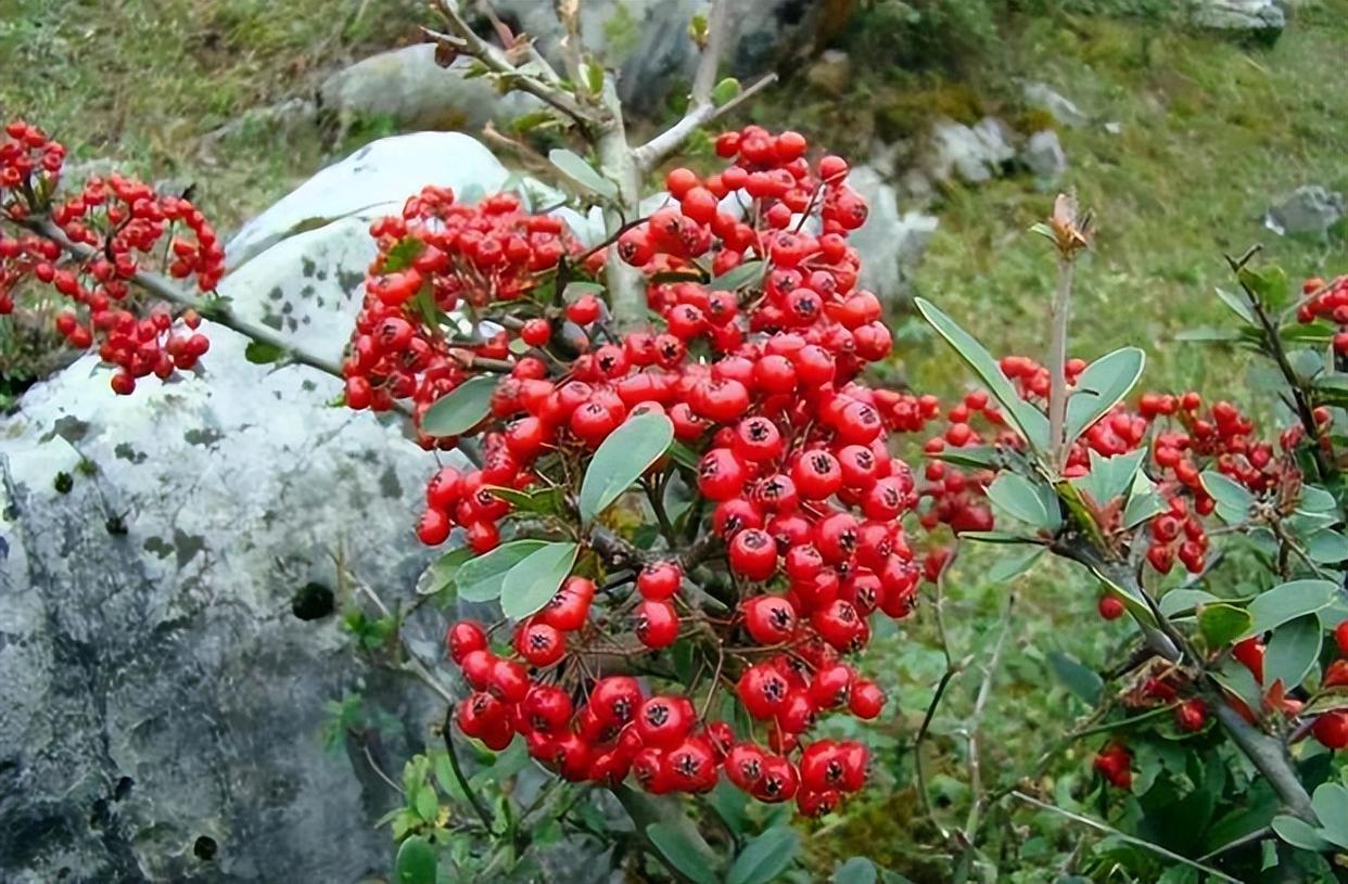 农村山上的1种树,人称"红子刺",是很好的盆景树,如今珍贵