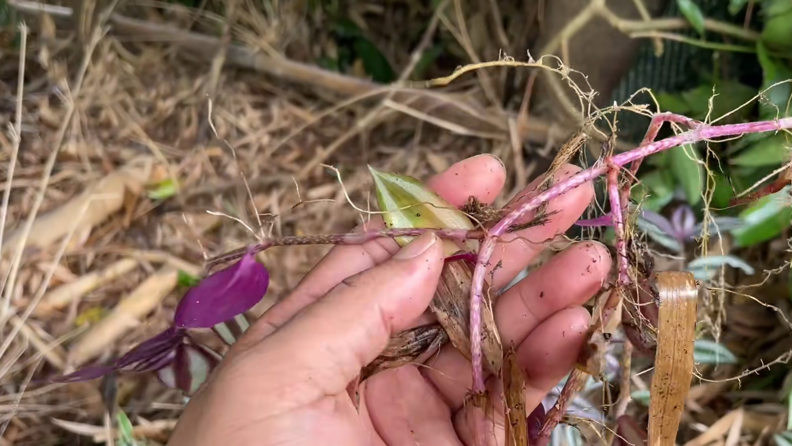 竹林下叶子奇特的植物学名吊竹梅