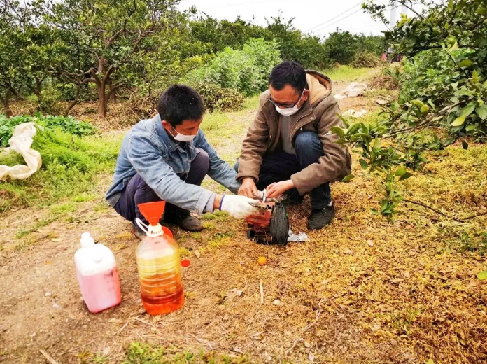 柑橘春季管理科学施肥