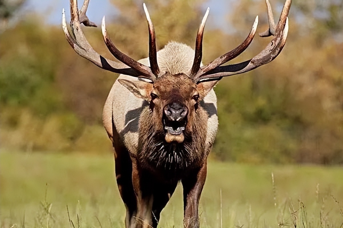 为什么雄性鹿用角进行斗争,而不是使用其他的身体部位?