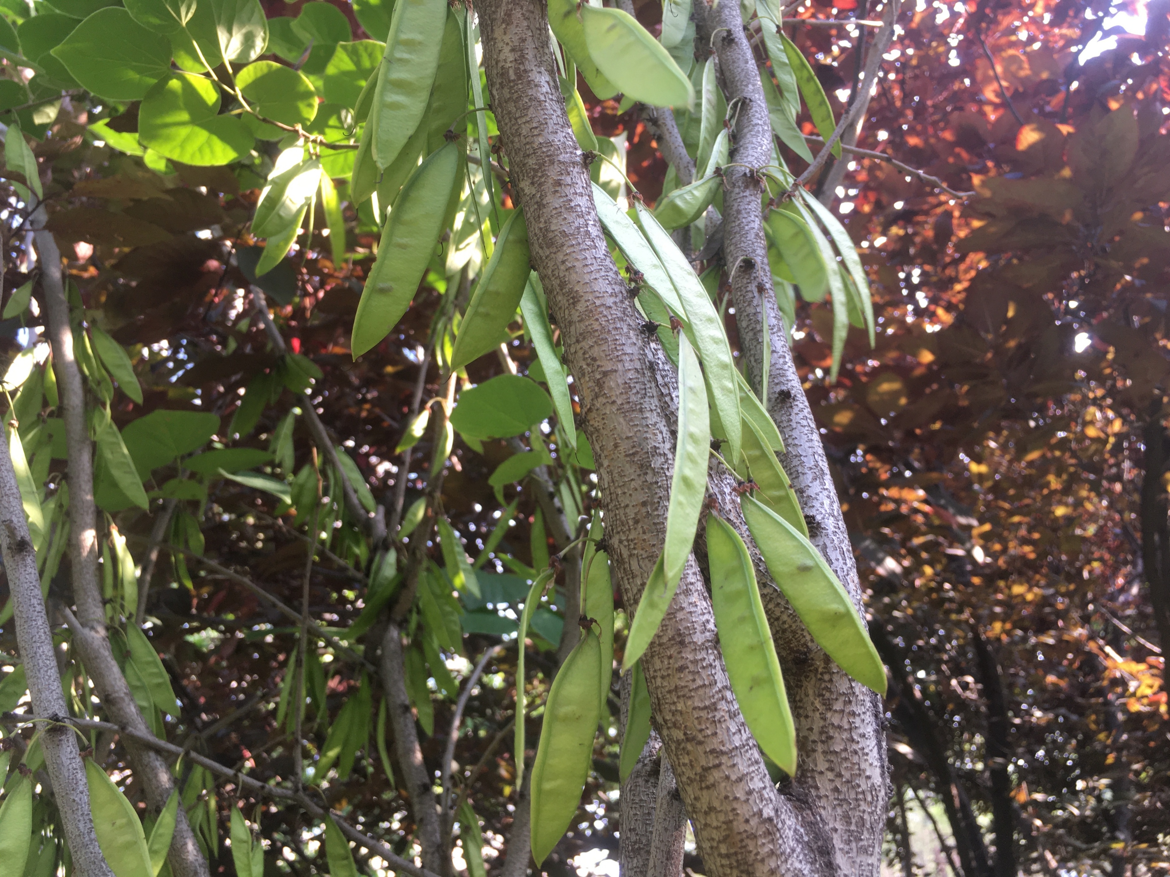 小区一棵树上结满了类似荷兰豆的果实,请问是什么树?