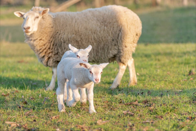 春天放羊需要注意什么?春天羊追肥放牧怎么放?春季放牧下篇