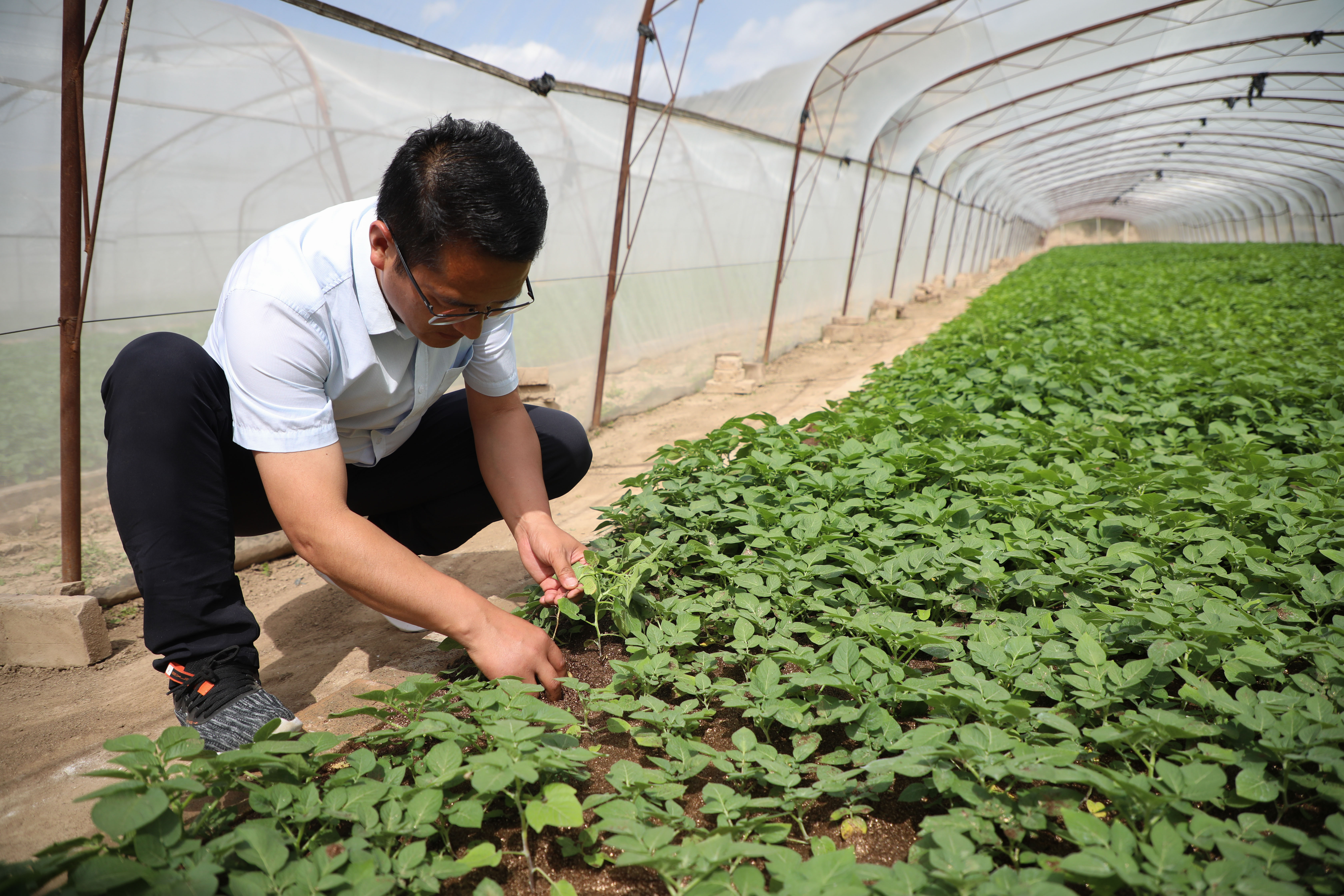 马铃薯"金种子"繁育助力乡村振兴(2)