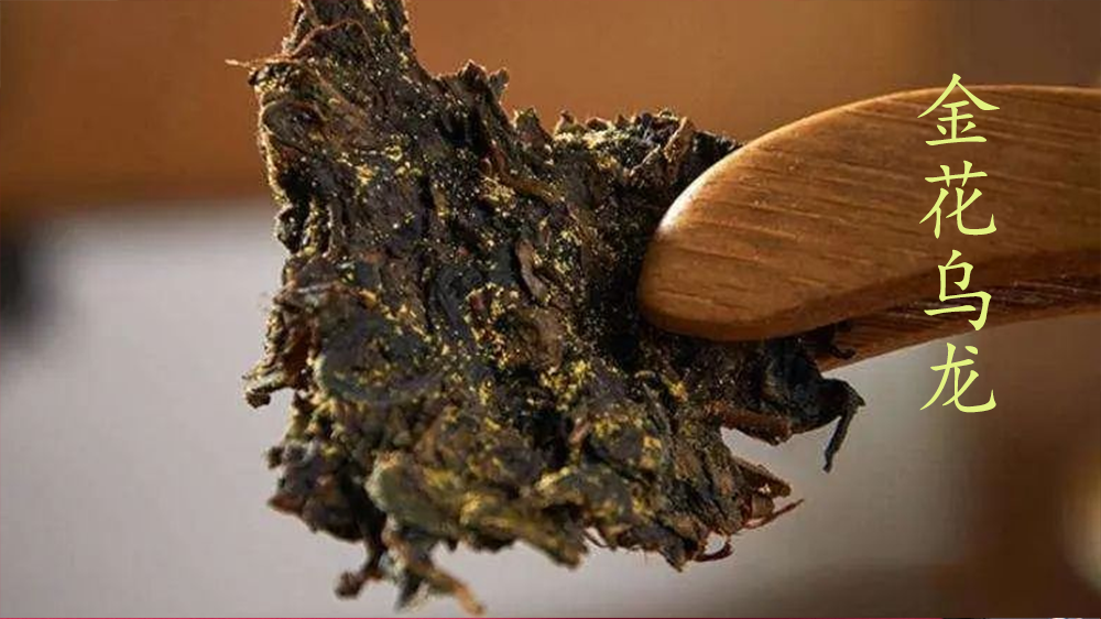 不止茯砖有金花!金花白茶,金花红茶,金花普洱,金花乌龙