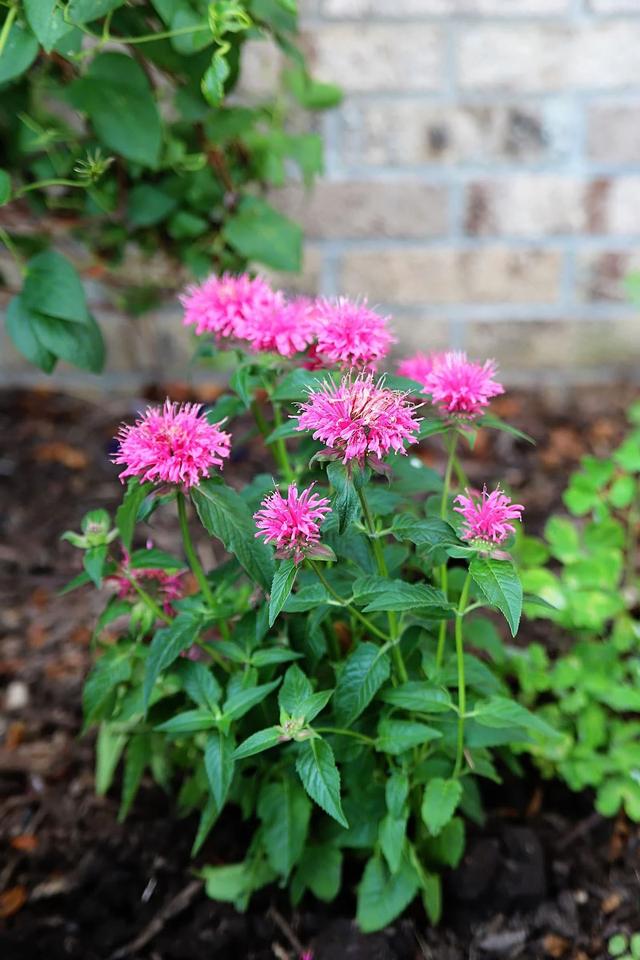 比较小众的美国薄荷,花叶都好看,夏秋季节花量特别旺盛