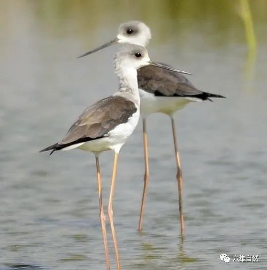 現實版鷸蚌相爭河蚌夾住鳥腳,男子敲碎蚌殼放飛鷸鳥,贊不贊成?