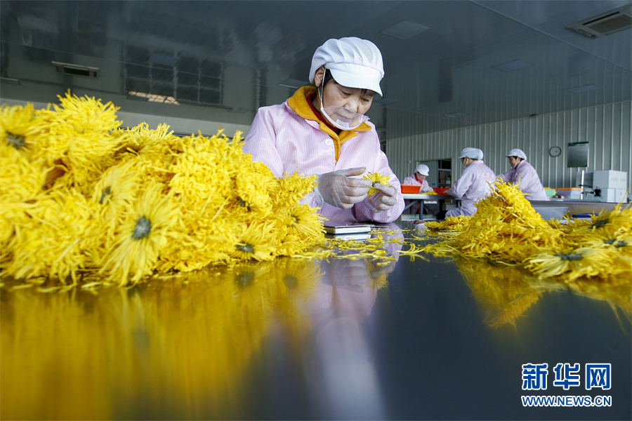 「"飞阅"中国」"菊花经济"助推乡村振兴