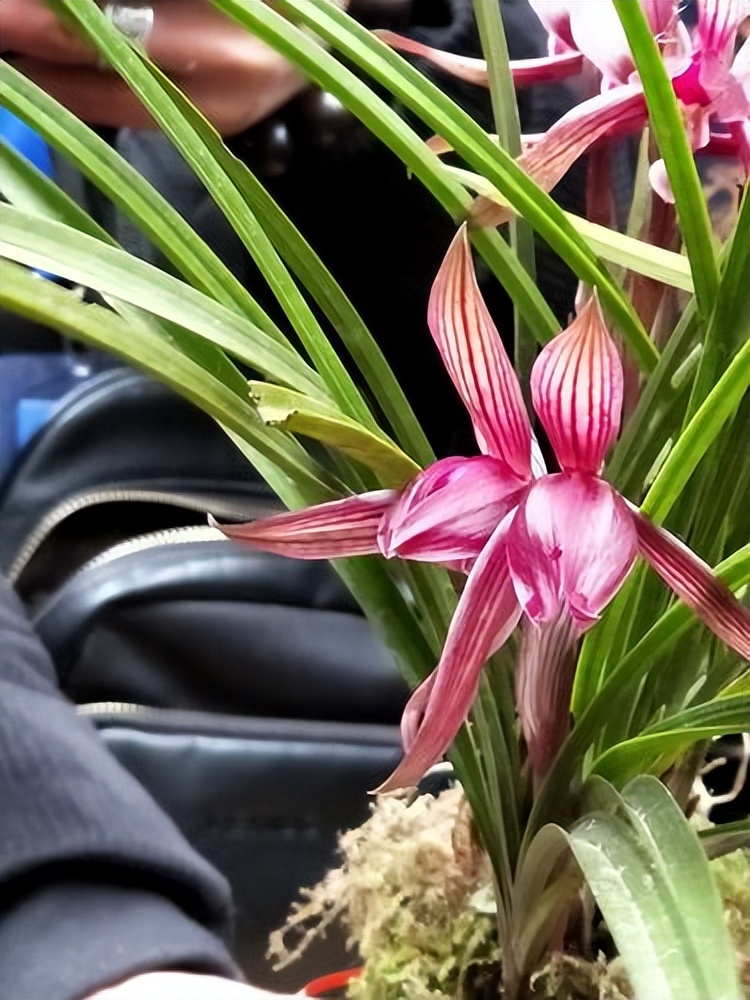 保护与探索:野生兰花国家二级保护植物的珍贵之处