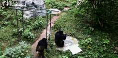 重庆网红黑猩猩模仿饲养员戴口罩洗手，样子太认真!网友笑翻插图10