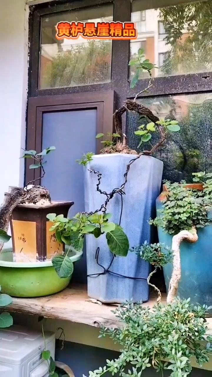 黄栌精品,盘扎造型上盆蓄养年功的盆景