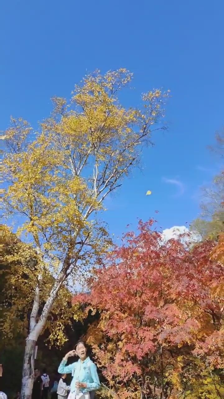 内蒙古土右旗九峰山,金秋时节,看层林尽染,美不胜收