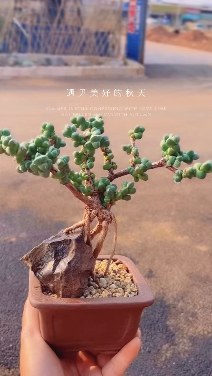 鹿角海棠怎么叶插图片