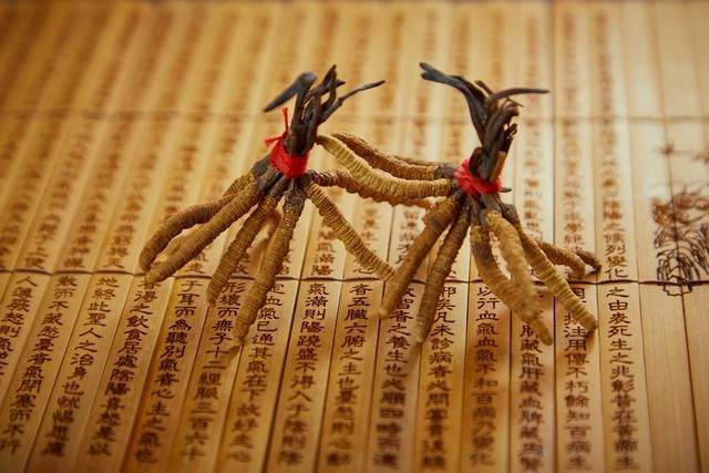 冬虫夏草 冬虫夏草GXドリンク | KuuShop