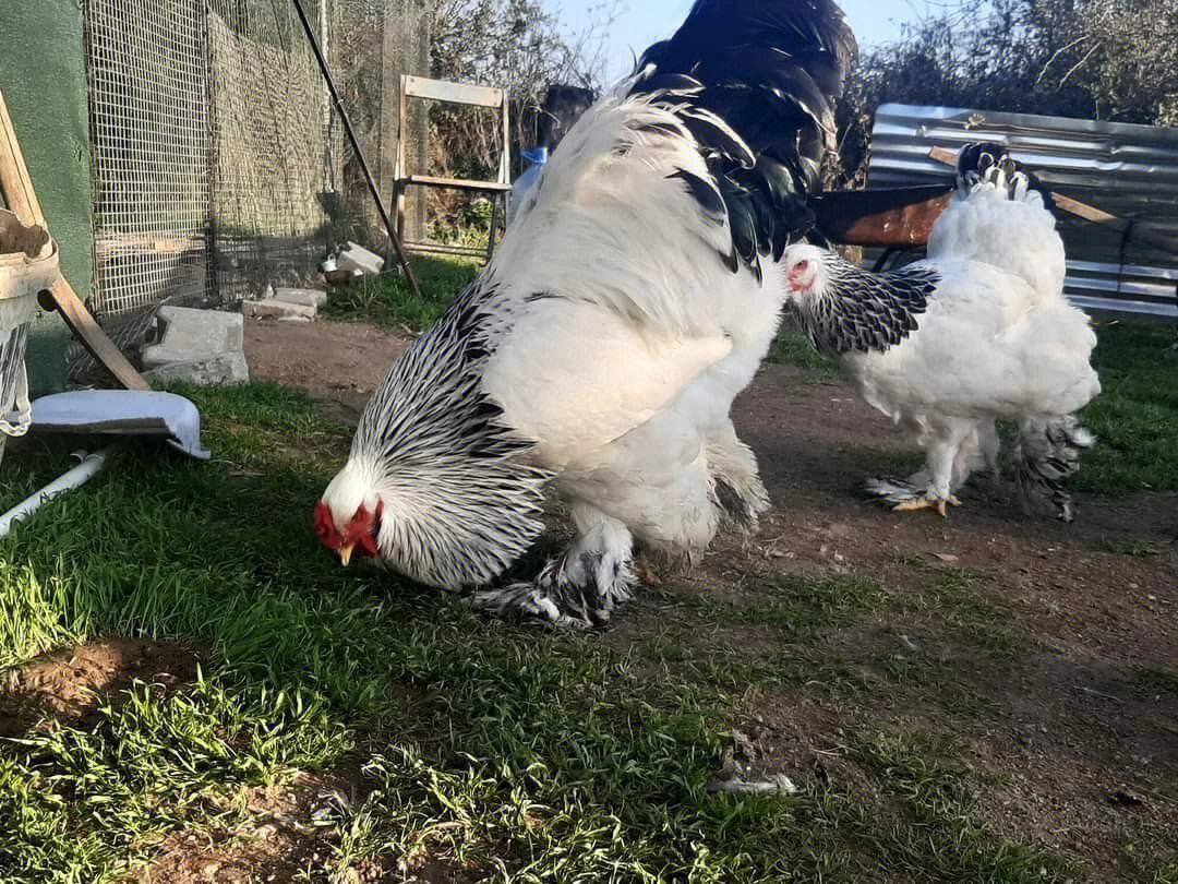 想要养好婆罗门鸡?这些养殖秘诀不能错过!