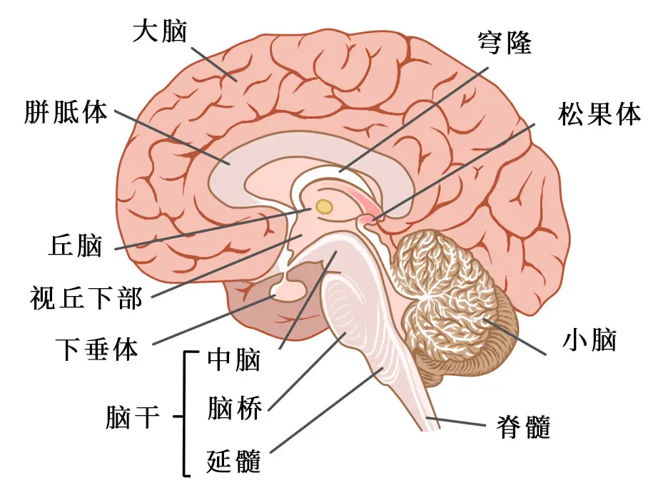 背侧丘脑结构图图片