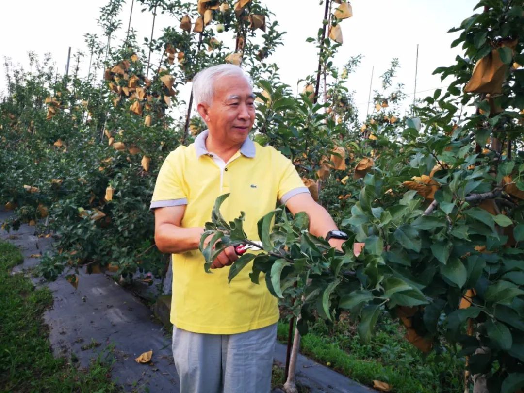 "博士村长"孙建设:"咬"定苹果不放松