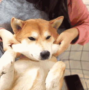 主人摸狗狗的"下巴",在它眼里,代表了这些含义!