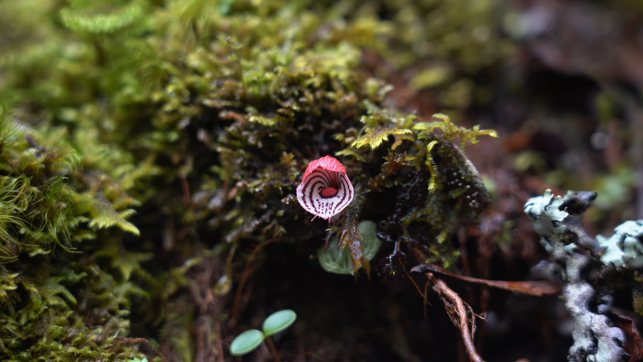 珍稀濒危植物大理铠兰和铠兰在高黎贡山竞相开放