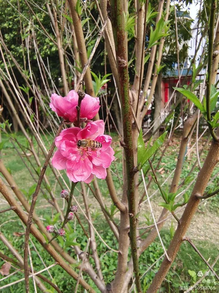 碧桃又艳西湖岸老树