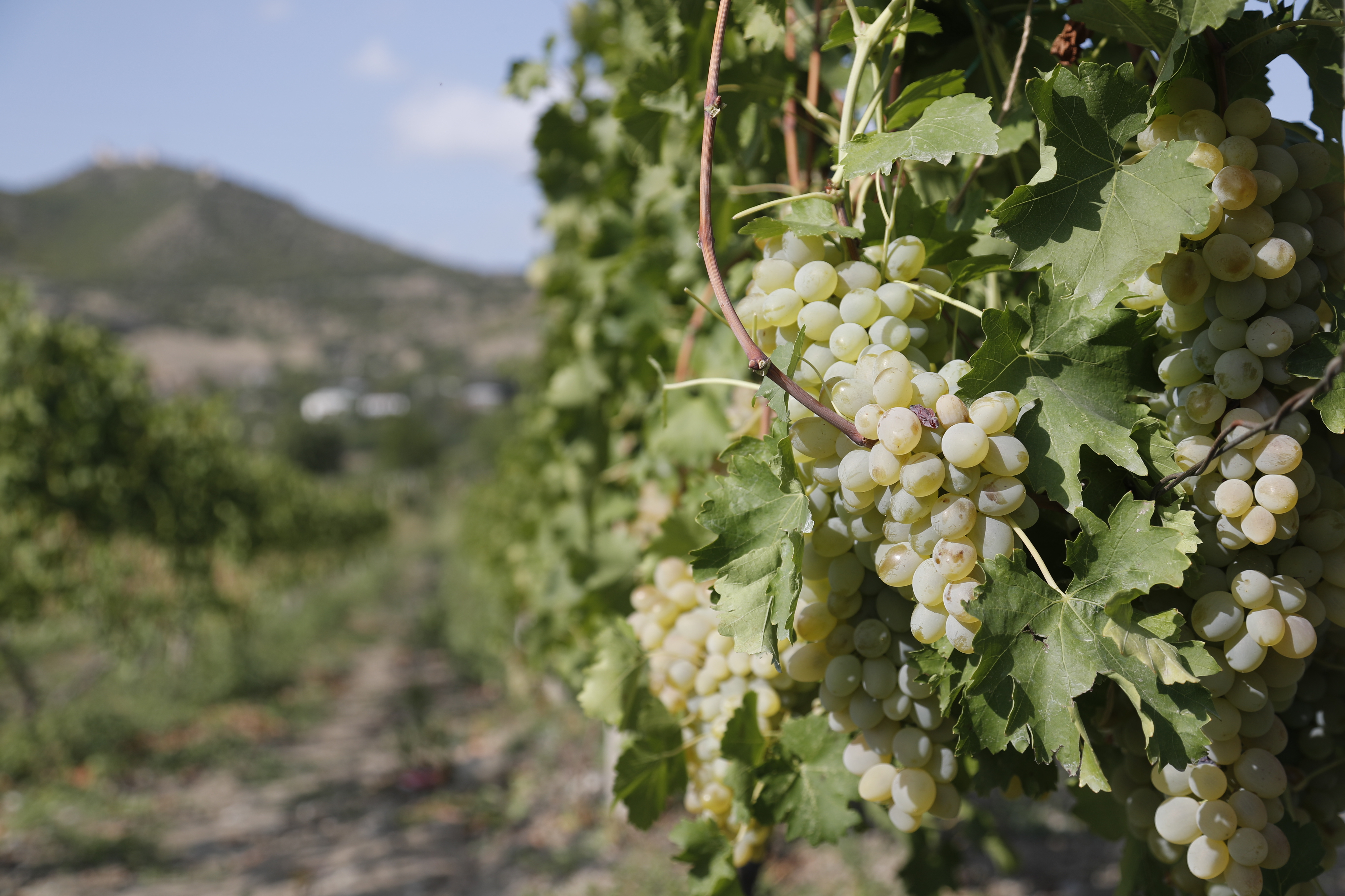 格鲁吉亚葡萄丰收(13)