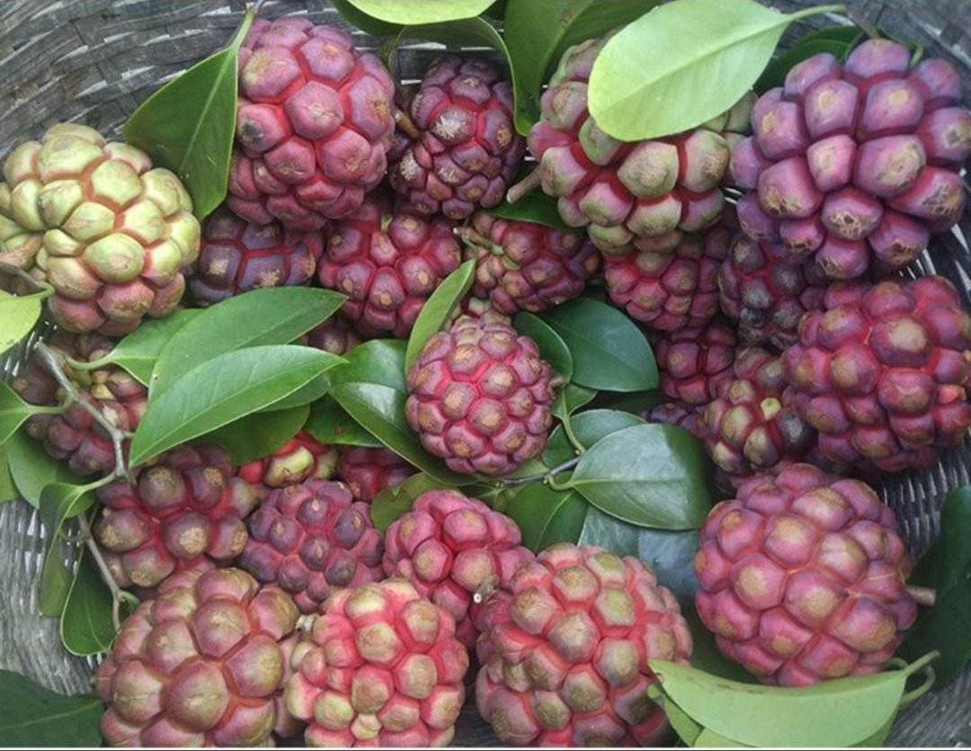 家有空地养它真省心,不挑土壤,长势喜人,好吃作用多,一起看看