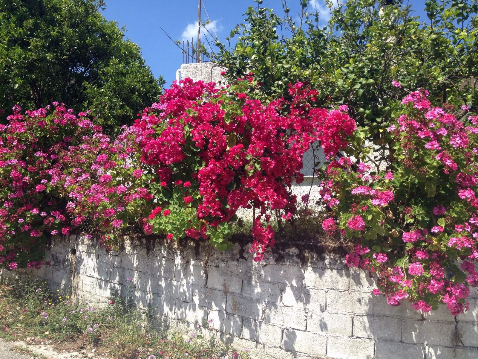 山城七旬老妪经营一家花店,花期香气四溢,常吸引游客到此驻足