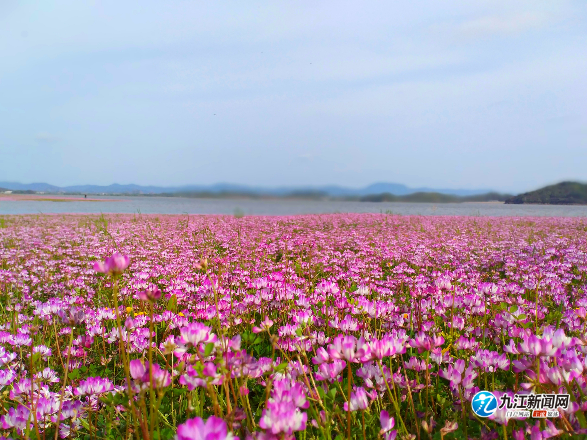 鄱阳湖花海图片