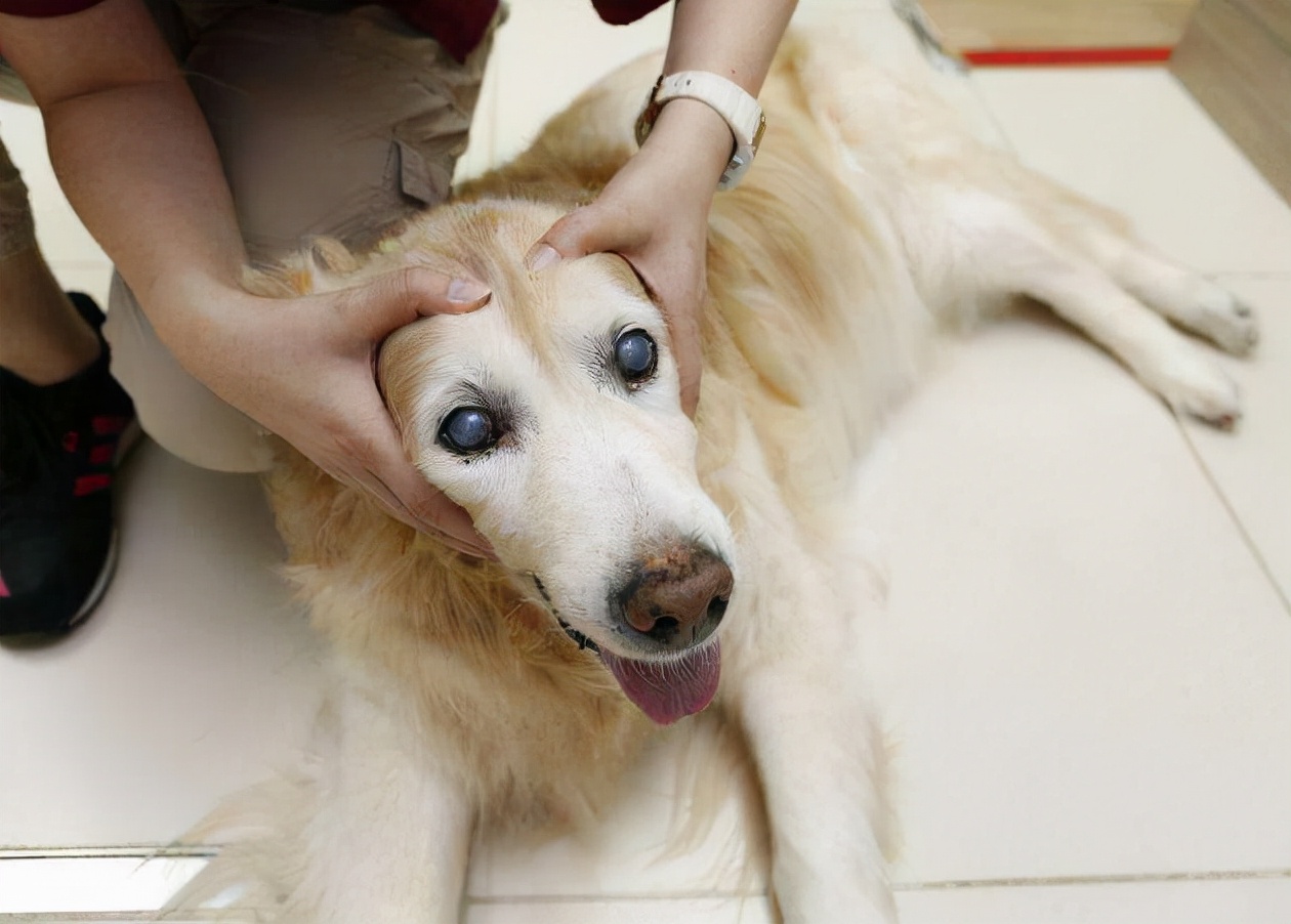 在你摸狗狗的"头部"时,原来它是这样想的