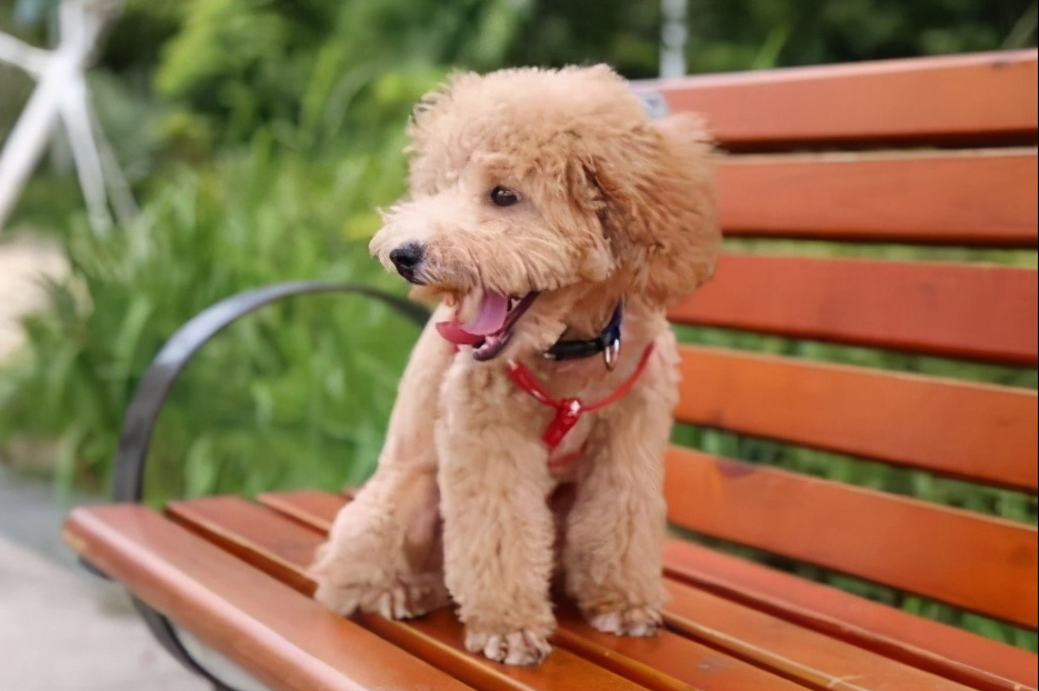 泰迪犬体型这么小,有必要用笼子养吗?