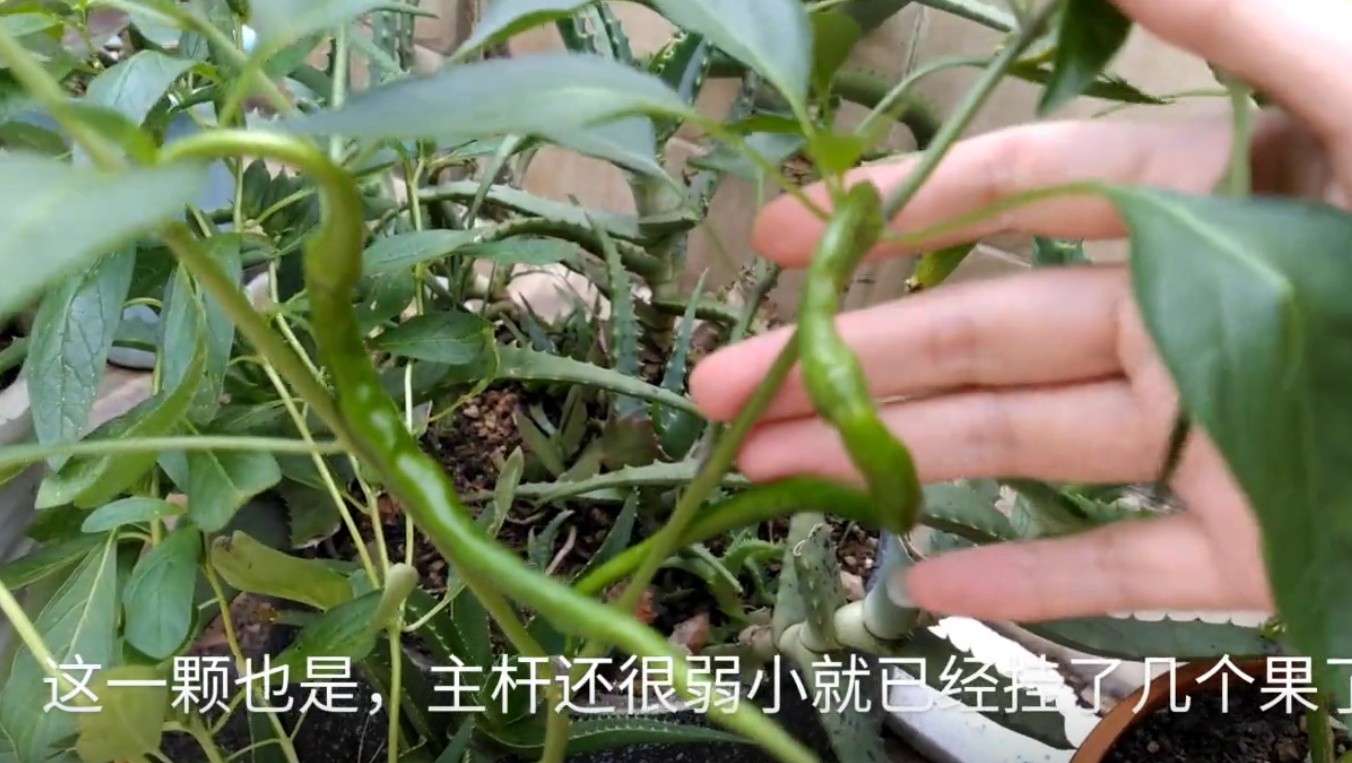辣椒剪枝剪到果满枝头,记住一口诀,挂的果将架子都要压塌了