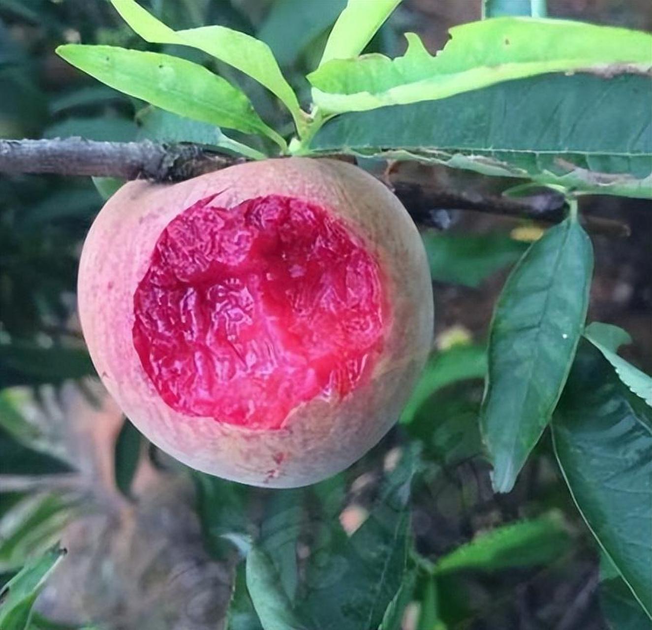 中华黑桃王后是一种甜美,营养丰富的水果,具有很高的适应性和产量.