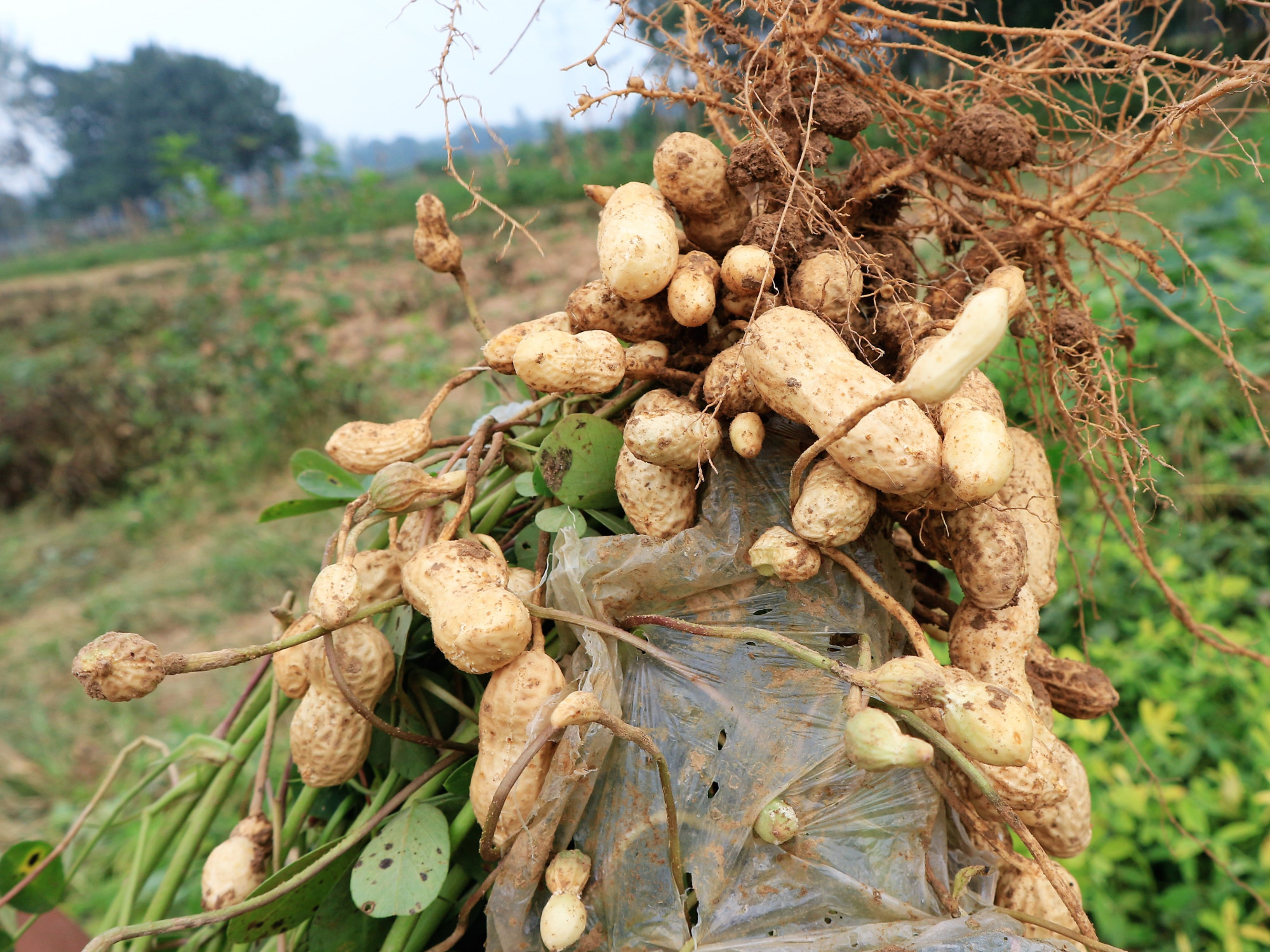 导致花生田重茬的原因,遇到重茬时,种植户需要改造土壤