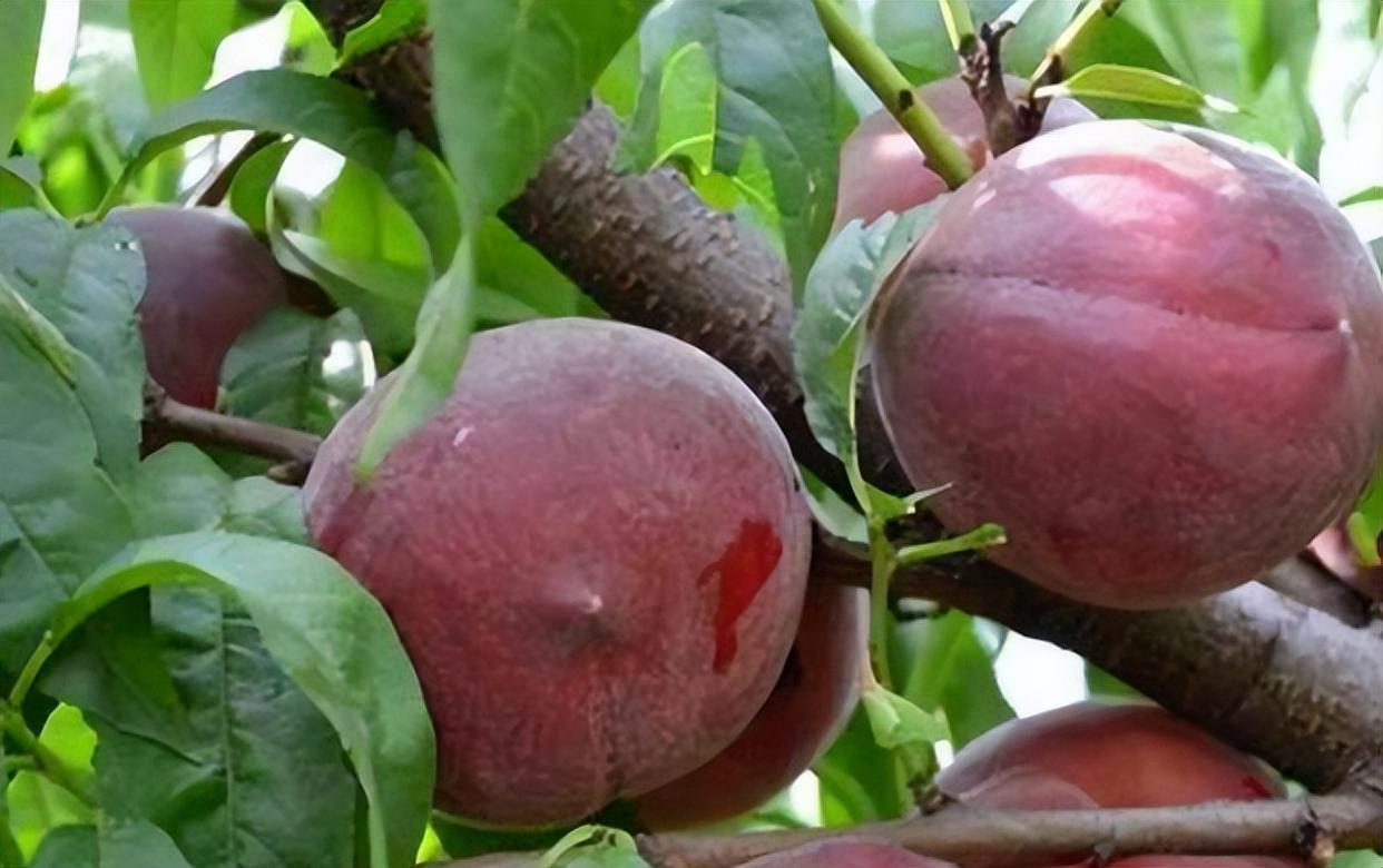 桃子中的香饽饽,果肉丰厚,口感鲜美,有空地的朋友可以自己种